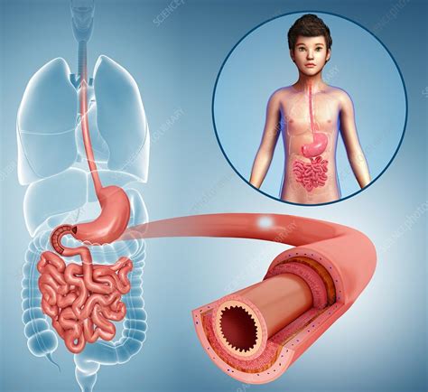 human small intestine illustration stock image f013 2564 science photo library