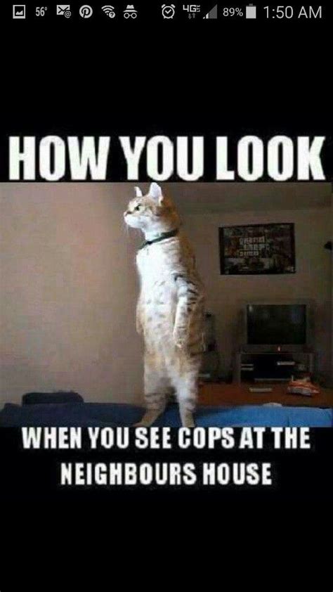 Pin By Martha On For The Fun Of It Cat Memes Crazy Cats Animal Antics
