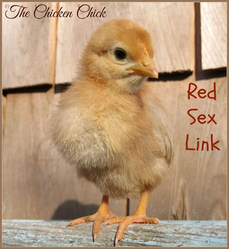 Red Sex Linked Chicks Can Be Produced By Crossing A Variety Of
