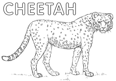 Free printable cheetah coloring pages. Cheetah coloring pages | Coloring pages to download and print