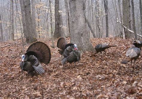 Turkey Hunting Season Begins April 5 High Country Press