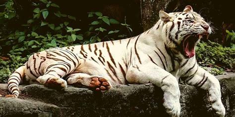 What Do White Tigers Eat Unveiling The Diet Of White Tigers