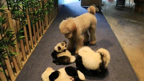 Cafe Dyes Dogs To Look Like Pandas Goes Viral Not Everyones Happy