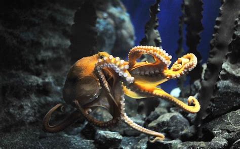 Criminal Genius Octopus Makes Daring Escape From Nz Aquarium