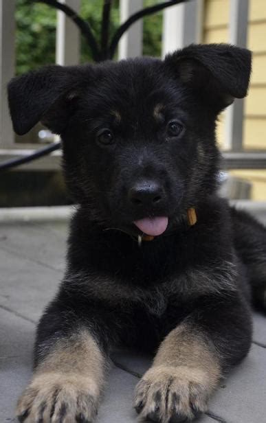 31 Top Photos Black German Shepherd Puppies Maine 7 Facts About The