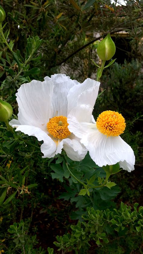 Matilija Poppies Also Known As The Fried Egg Flower Exotic Flowers