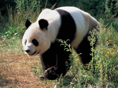 Wallpaper Panda Bear Grass Hd Widescreen High Definition Fullscreen