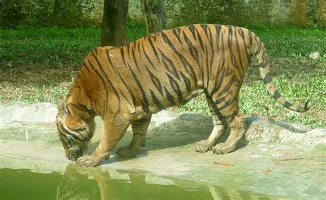 Check spelling or type a new query. Lok Kawi Wildlife Park Tour Flat 20% Off