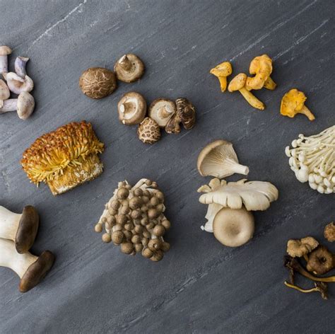 12 Different Types Of Mushrooms Most Common Kinds Of Edible Mushrooms