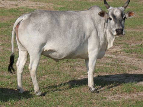 Sunnyfield Farm Zebu Zebu List Of Animals Zebu Cattle