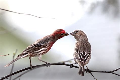 House Finch Pair Feederwatch