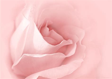 Dreaming Of Pink Roses Photograph By Jennie Marie Schell Fine Art America