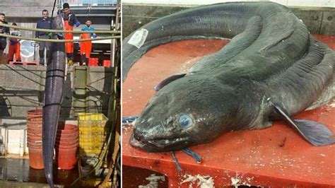 Largest Eel Ever Caught It Was A 59kg Conger Eel Found In Nets Off The