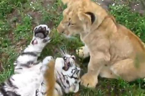 Scrappy Lion And Tiger Cubs Play Together In The Grass