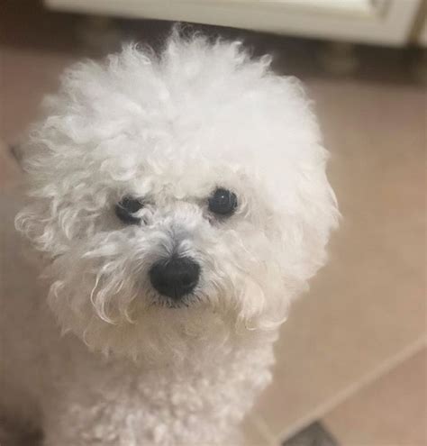 12 Haircuts For Bichon Frises The Paws