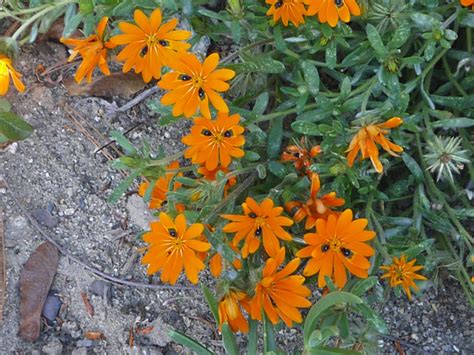 Garden winter flowers south africa. A not so simple garden: South African Flowers in the Fall ...