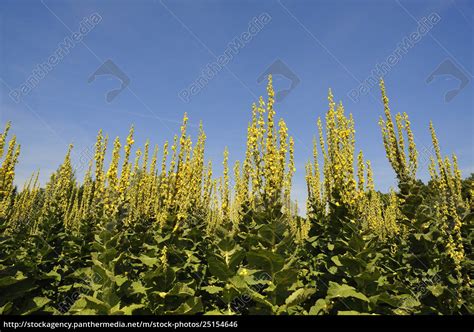 Gro Bl Tige K Nigskerze Verbascum Densiflorum Stockfoto 25154646