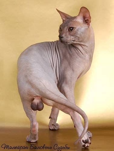 Skin Cat Hairless Cat Funny Animals Pets Cats