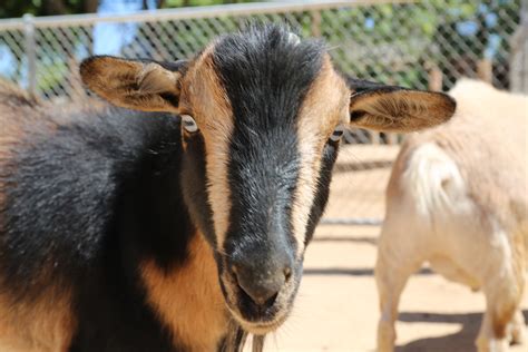 Goats Inspect The Camera Reid Park Zoo