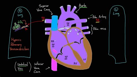 Foramen Ovale And Ductus Arteriosus Fetal Circulation Differences