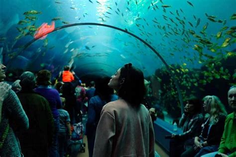 An Insiders Guide To The Georgia Aquarium Official Georgia Tourism