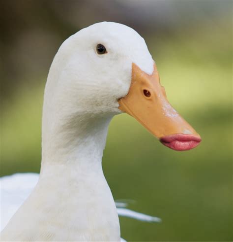 10 Ducks With Human Lips
