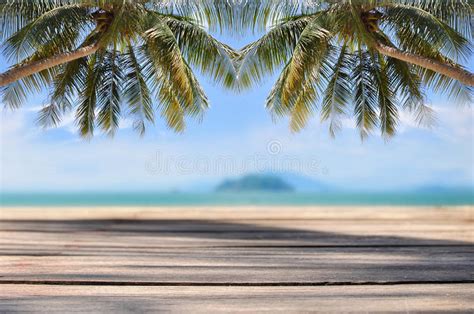 Coconut Palm Tree With Plank On Tropical Beach Background Stock Image