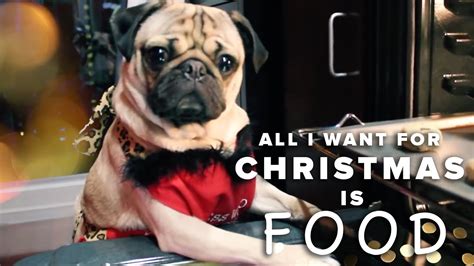 Foods for pug dogs come in different varieties and alternatives, making it hard for a pug dog owner to choose the right ingredient. All I Want For Christmas Is Food - Doug The Pug - YouTube