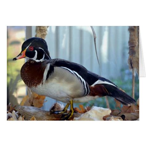 Wood Duck Mississippi Card Zazzle