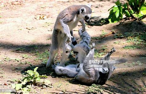 Ring Tailed Lemur Fight Photos And Premium High Res Pictures Getty Images