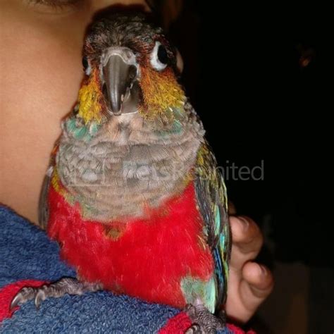 lost parrot green blue red yellow green cheeked conure parrot called nigel bethnal green