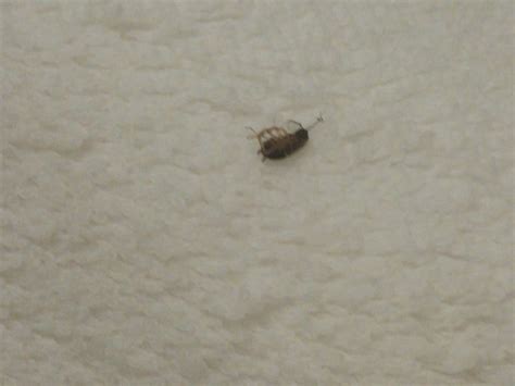 Tiny roaches are they babies or a big get rid of in your drain roach help needed contractor baby pictures 12 simple ways found it s time to. Roaches In The Bathroom | Roach | cockroach | Insect