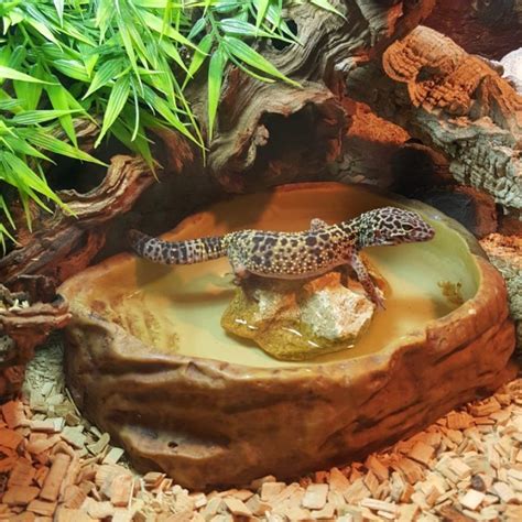 Leopard Gecko Care A Complete Guide For Pet Owners