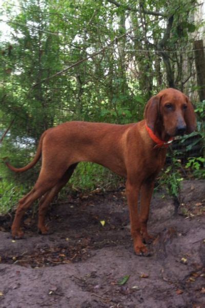 This is the price you can expect to budget for a redbone coonhound with papers but without breeding rights nor show quality. redbone coonhound | redbone coonhound Hunting Dogs For ...