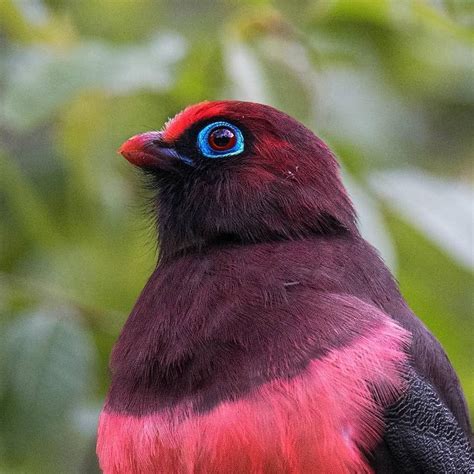 The Beautiful Maroon Bird Of Southeast Asia — Wards Trogon Earth Wonders