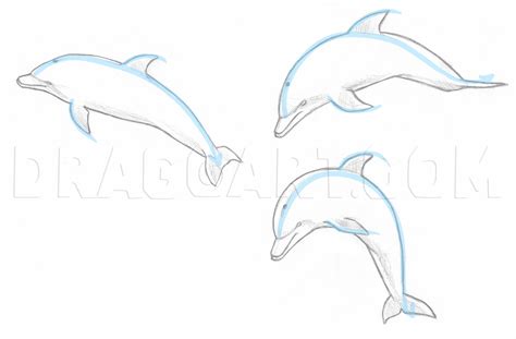 How To Draw A Jumping Dolphin Step By Step Drawing Guide By