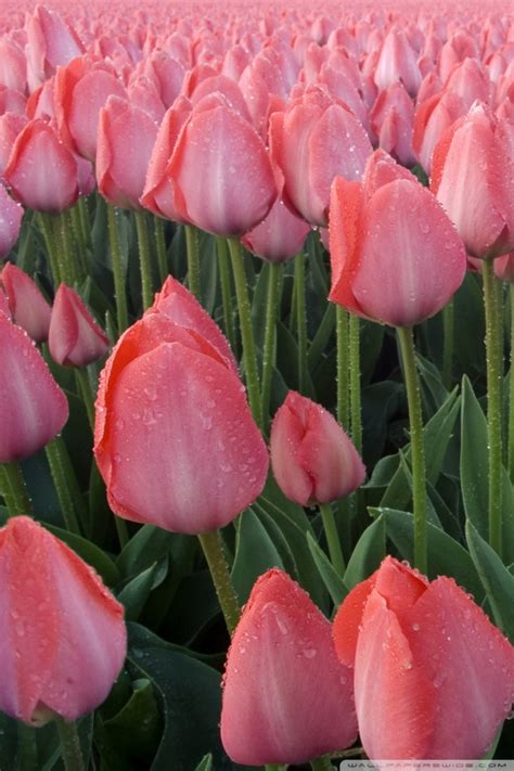 Iphone Pink Tulips Wallpaper Tulips Flower