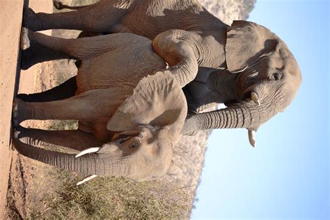 African Elephants Mating