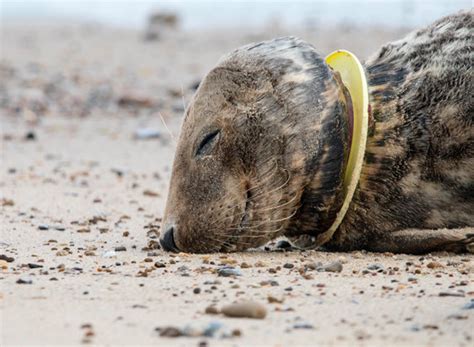 A Video On The Devastating Effects Of Plastic Pollution On