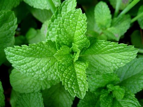 Sage Hill Botanicals Herb Company Peppermint Leaves
