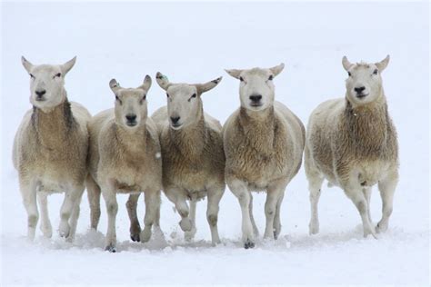 Wallpaper Snow Winter Frost Sheep Animal Vinter Herd Ngc