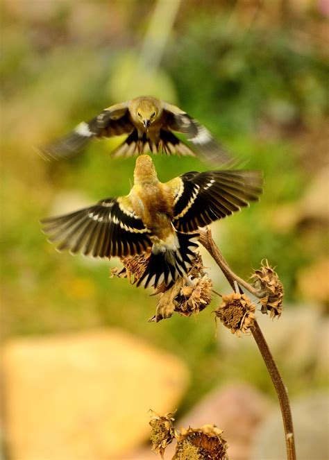 American Goldfinch Fight Smithsonian Photo Contest Smithsonian Magazine