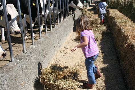 The Wife Of A Dairyman Churned In Cali Picking Up Hay