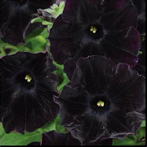 Beauty of Black Flowers - XciteFun.net