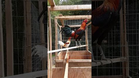 American Gamefowl Stags Shubin Hatch And Red Pyle Hatch Roosters Youtube