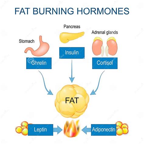 Fat Burning Hormones Adiponectin Leptin Ghrelin Cortisol And