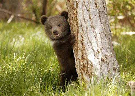 Cute Baby Grizzly Bear Cub Poster By Pipa Photography And Designs