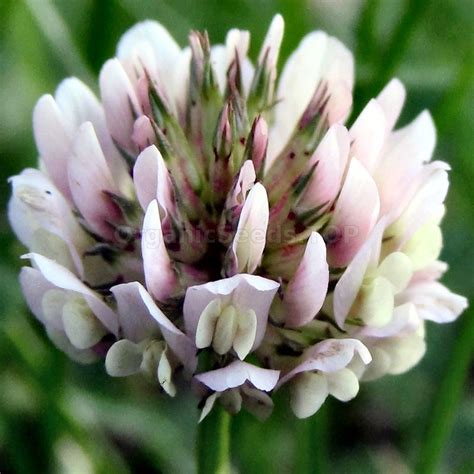 Irish Luck Organic White Clover Seeds Shipping Is Free For Orders