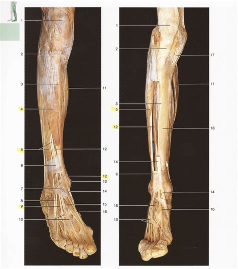Anterior Leg Muscles Bones Tendons Ligaments Diagram Quizlet
