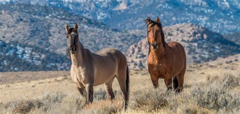 Wild Horses And Burros Aspca